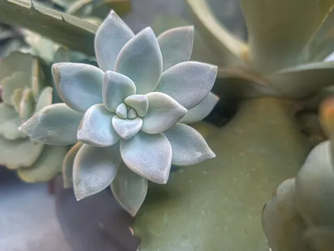 下载九歌彩票APP二维码